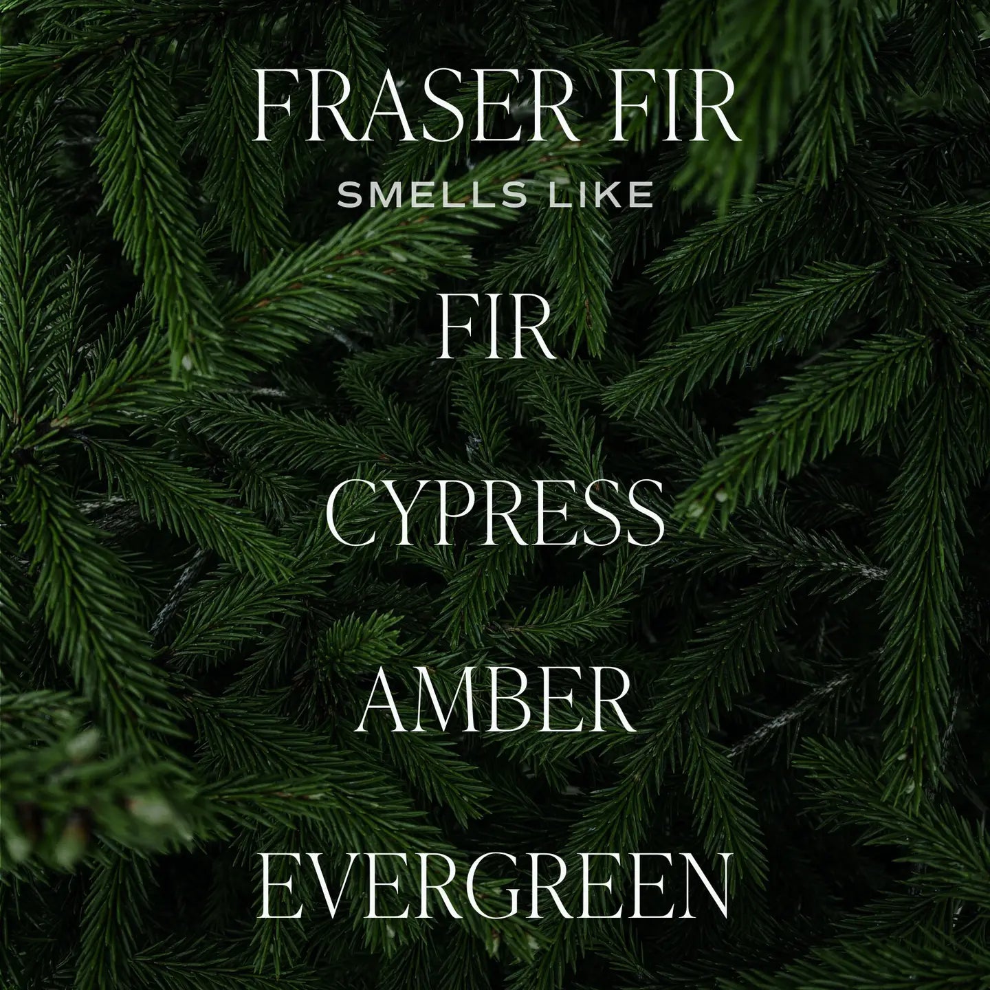 Fraser Fir Hanging Air Freshener (lasts up to 2 months)